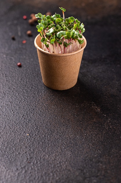 Microgreen fresh radish green petals seedlings raw food fresh ready to eat meal snack on the table