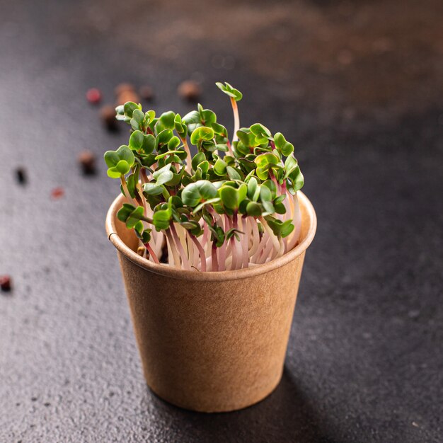 Microgreen fresco ravanello petali verdi piantine cibo crudo fresco pronto da mangiare spuntino pasto sul tavolo