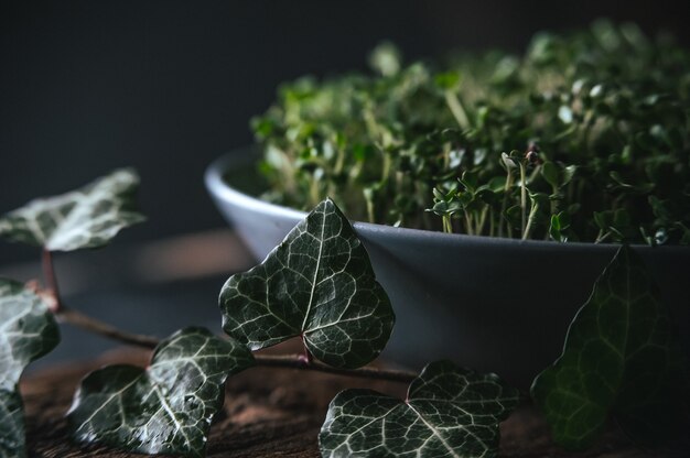 Microgreen in a gray dish on a wooden rustic