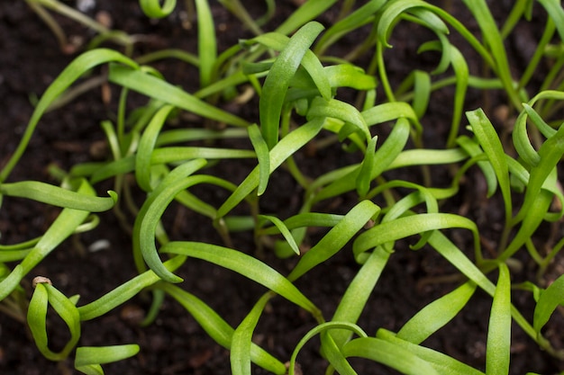 Microgreen. Jonge spruiten van greens.