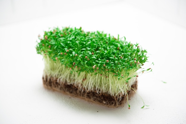 Microgreen koriander in de handen van een vrouw op een witte achtergrond.