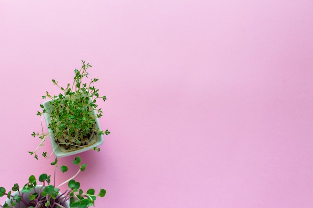 Photo microgreen kress, pink radish sprouts on pink , flat lay, top view, copyspace