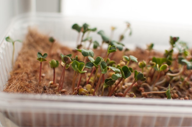 Foto microgreen kruissla spruiten in een container