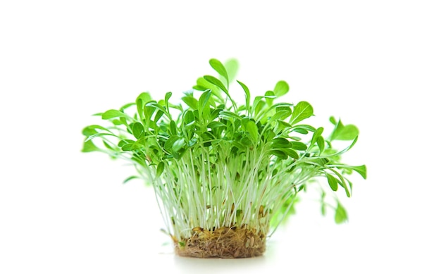 흰색 배경 선택적 포커스에 Microgreen 양상추 격리