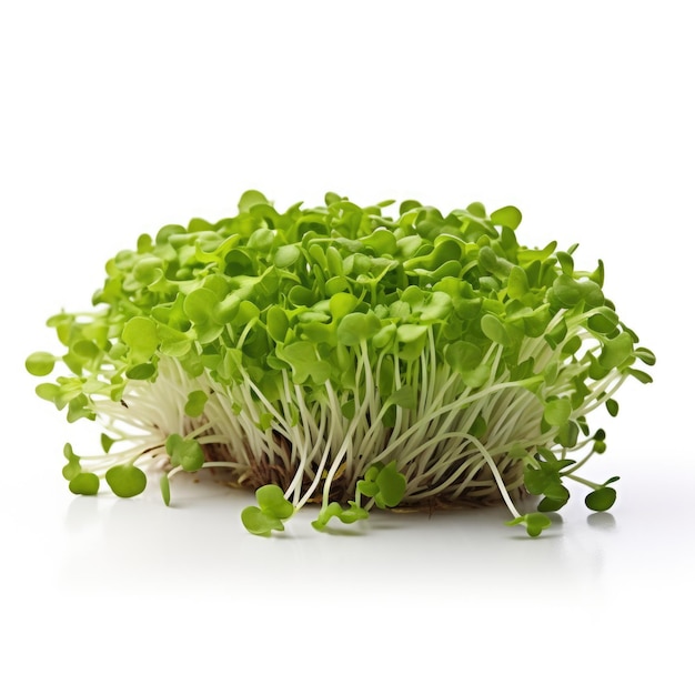 Microgreen Lettuce Lactuca sativa isolated Generative AI