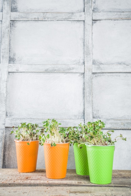 Microgreen в маленьких бумажных стаканчиках