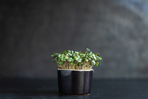 Microgreen mosterdgroenten of basilicum radijs snack veganistisch of vegetarisch eten