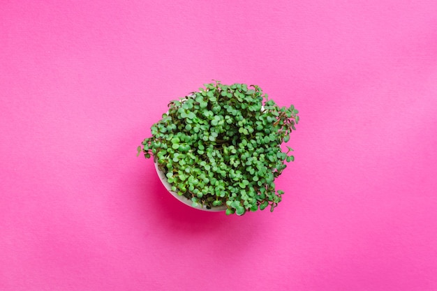 Фото Микрозеленая горчица или редис, трава, зеленые лепестки, правильное питание, диета