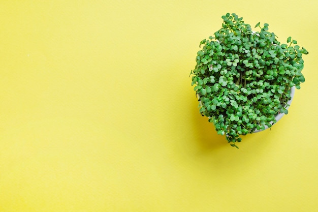 Microgreen mustard or radish herb