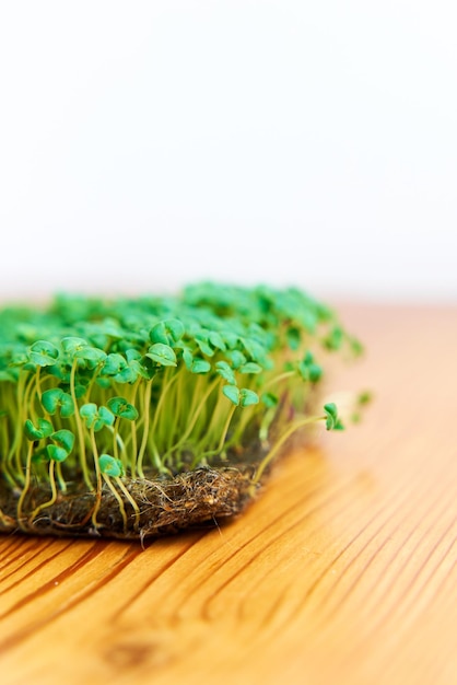 Microgreen マスタード シードは、木製の背景に生地の密集した芝生で育ちます