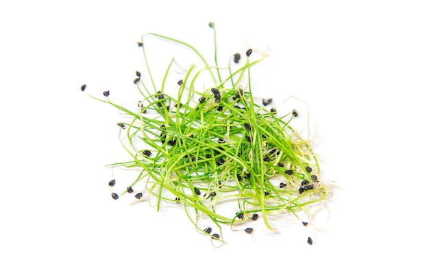 흰색 표면에 고립 된 Microgreen 양파