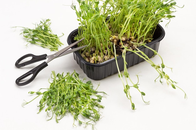Microgreen pea sprouts in black plastic container. Scissors on container. Cut sprouts on table. White background. Top view