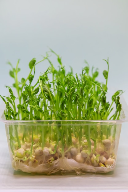 Microgreen 완두콩은 흰색 배경에 격리됩니다. 선택적 초점입니다. 자연.