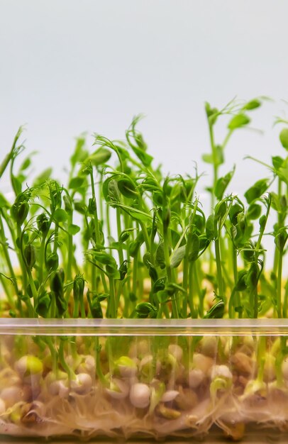 Microgreen 완두콩은 흰색 배경에 격리됩니다. 선택적 초점입니다. 자연.