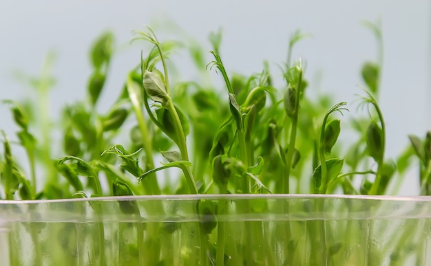 Microgreen pea sprouts isolate on a white background. Selective focus. nature.