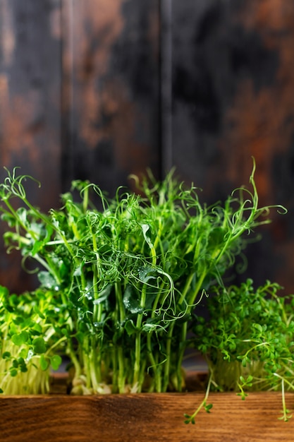 Microgreen pea sprouts on old wooden table. Vintage style. Vegan and healthy eating concept. Growing sprouts. Selective focus