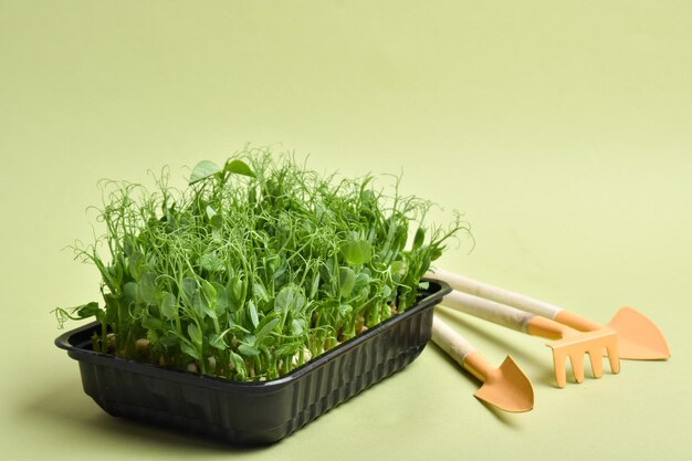 Microgreen peas in a black plastic container and garden tools\
on a green background