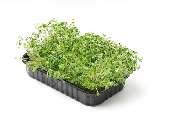 격리 된 흰색 배경에 플라스틱 용기에 Microgreen. 양배추 콩나물