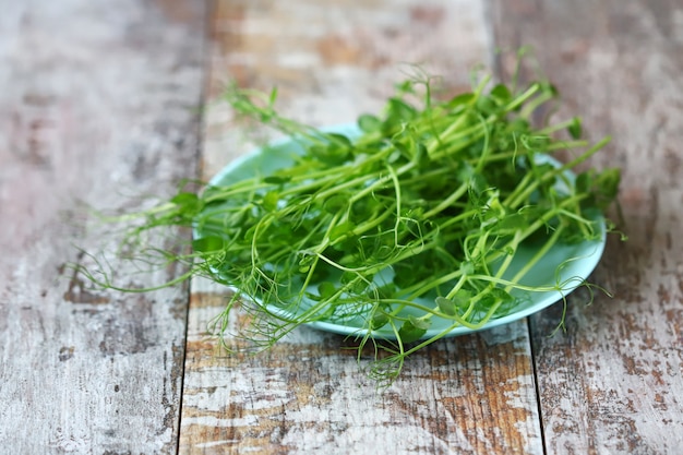 Microgreen on a plate.