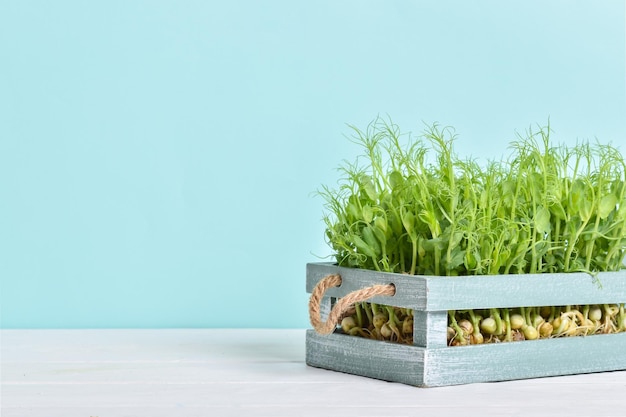 Microgreen polka dots in a drawer on a light blue background and a white table