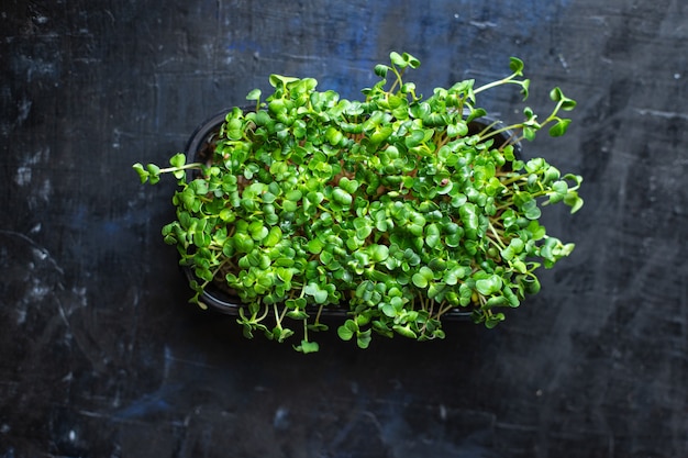 microgreen radijs verse kruiden voor salade en kooksnack