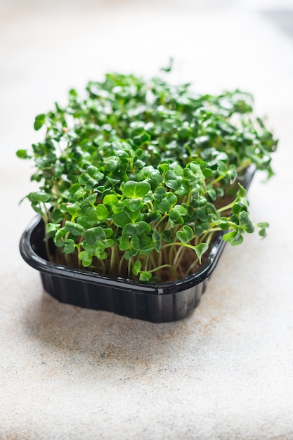 샐러드와 요리 간식을위한 microgreen 무 신선한 허브