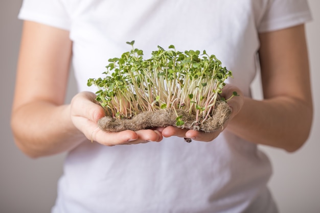 여성 손에 Microgreen 무 콩나물.