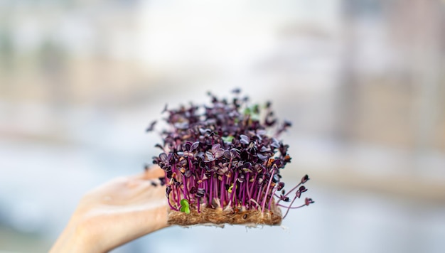 Microgreen radish sprouts in your hand sprouted radish seeds