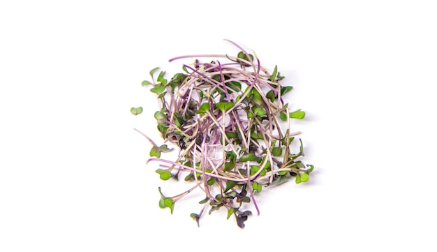 Microgreen red cabbage on a white surface isolate