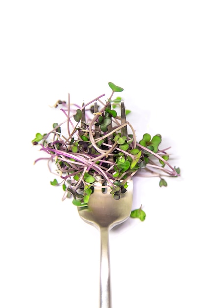 Photo microgreen red cabbage on a white surface isolate