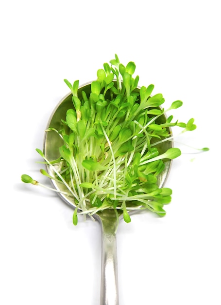 Microgreen salad on white background isolate. Selective focus. nature.