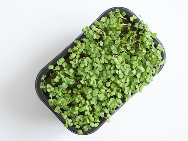 Microgreen sprouted arugula top view