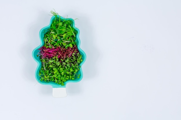 白い背景の上の木の形をしたプレートの Microgreen もやし クローズ アップ Microgreens 大根 マスタード ルッコラ エンドウ豆 アマランス ビーガンの健康食品 上からの眺め 碑文の場所