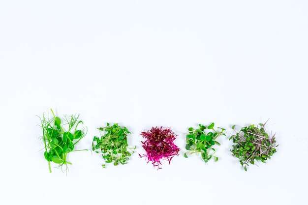 Microgreen sprouts of radish mustard arugula peas amaranth in assortment on a light background