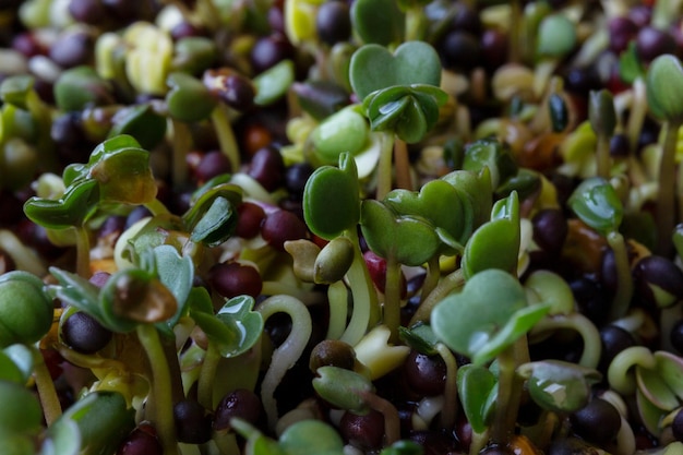 Microgreen spruiten close-up macro