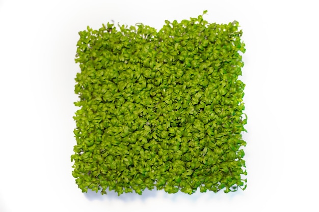 Microgreen spruiten op witte achtergrond weergave van bovenaf