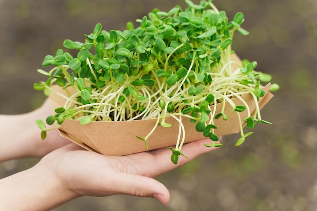 Microgreen van zonnebloempitten in handen