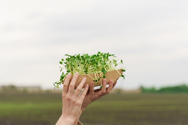 일회용 에코 플레이트에 흙이 담긴 Microgreen