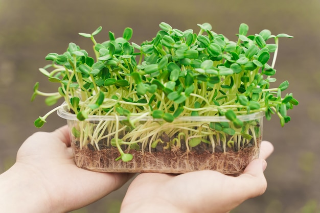 Microgreen with soil in hands closeup