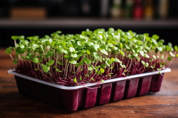 Microgreenery in a container Sprouted grains