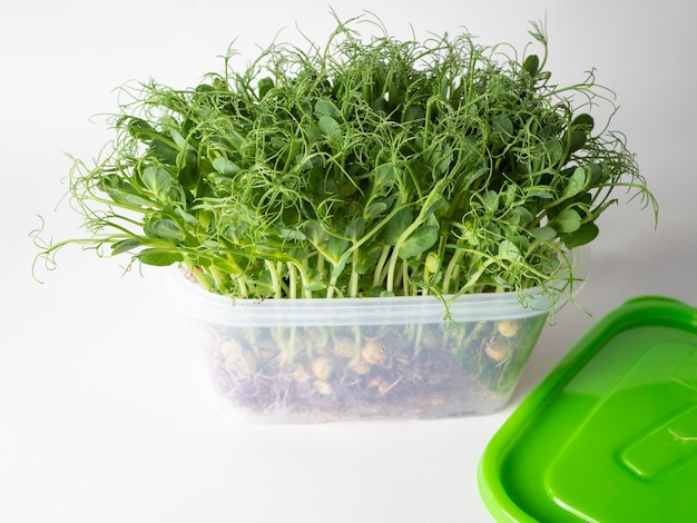 Фото Микрозелень в пластиковой таре на светлом фоне экологически чистая пищевая добавка для правильного питания и улучшения качества жизни