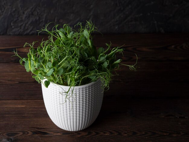 Foto microgreenery in una fioriera chiara su fondo scuro un integratore alimentare ecocompatibile per una corretta alimentazione e migliorare la qualità della vita