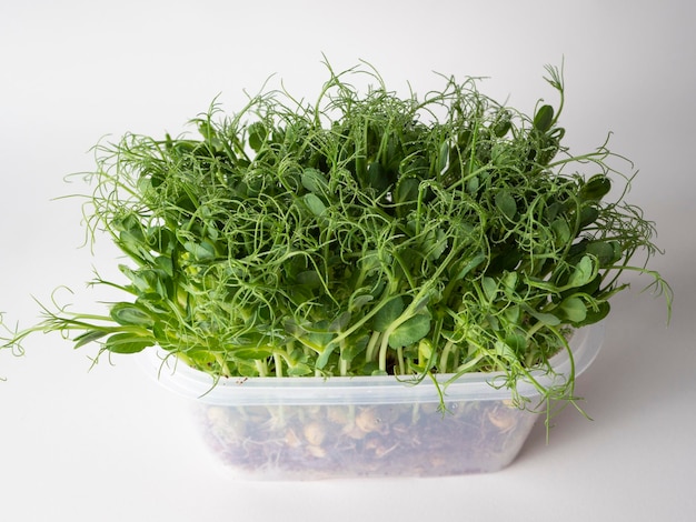 Foto microgreenery in contenitore di plastica su fondo chiaro un integratore alimentare ecocompatibile per una corretta alimentazione e per migliorare la qualità della vita