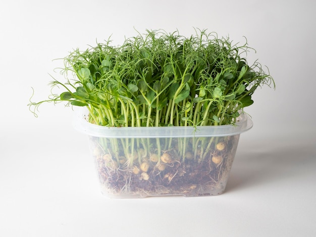 Microgreenery in a plastic container on a light background an ecofriendly food supplement for proper nutrition and improving the quality of life