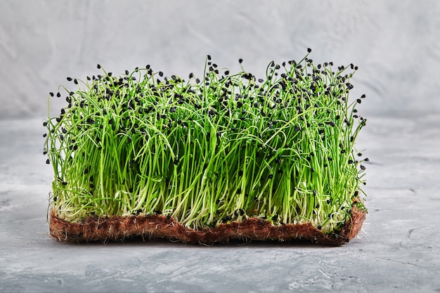 Microgreens, alfalfa. Een laagje microgreens op een lampje