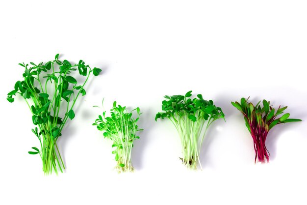 Microgreens arranged neatly on a white background create a visually pleasing and appetizing composition