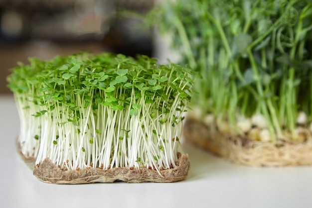 microgreens arugula and micro green pea sprouts on white table