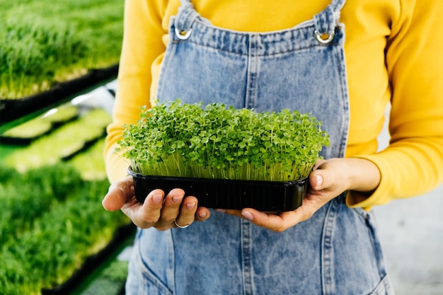 Microgreens background with growing sprouts in female hands