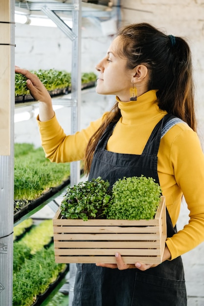 女性の手に芽が成長しているマイクログリーンの背景