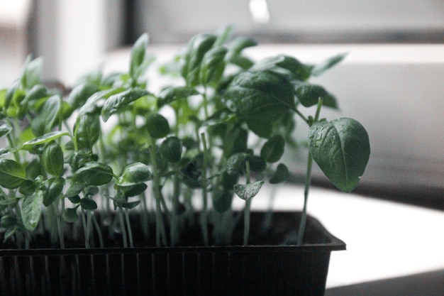 Microgreens Basilicum greens Close-up